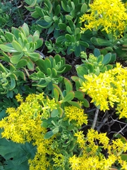 Pachysedum