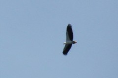 Haliaeetus leucogaster