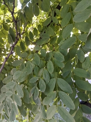 Robinia pseudoacacia