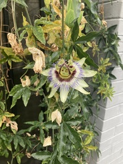 Passiflora caerulea