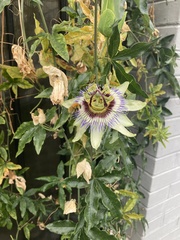 Passiflora caerulea