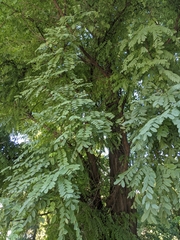 Robinia pseudoacacia