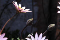 Dimorphotheca venusta amoena