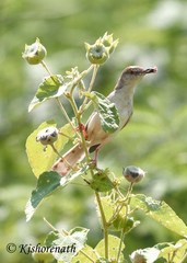 Prinia sylvatica