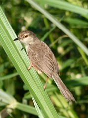 Prinia sylvatica