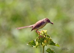 Prinia sylvatica