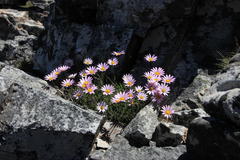 Dimorphotheca venusta amoena