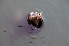 Zalophus californianus