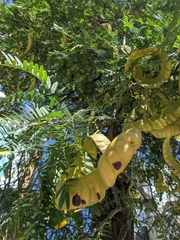 Gleditsia triacanthos