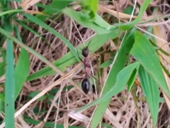 Camponotus intrepidus