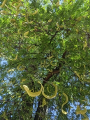 Gleditsia triacanthos