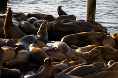 Zalophus californianus