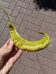 Gleditsia triacanthos