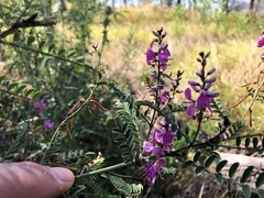 Indigofera brevidens