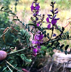 Indigofera brevidens