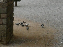 Columba livia domestica