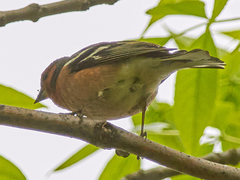 Fringilla coelebs