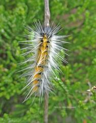 Bombycomorpha bifascia