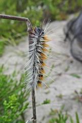 Bombycomorpha bifascia