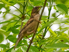 Passer domesticus
