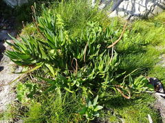 Aloiampelos commixta