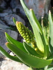 Aloiampelos commixta