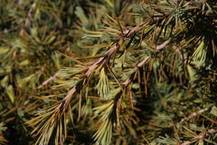 Cedrus libani
