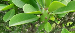 Euphorbia neriifolia