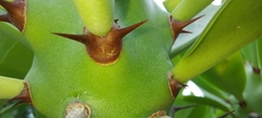 Euphorbia neriifolia