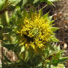Berkheya carlinifolia promontorii