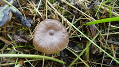 Tephrocybe