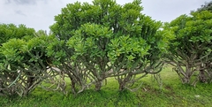 Euphorbia neriifolia