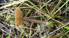 Tephrocybe
