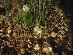 Trachyandra chlamydophylla