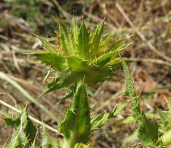 Berkheya carlinifolia promontorii