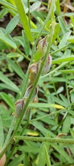 Crotalaria pusilla