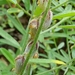 Crotalaria pusilla - Photo (c) Milind Girdhari, μερικά δικαιώματα διατηρούνται (CC BY-NC)