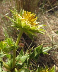 Berkheya carlinifolia promontorii
