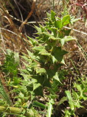 Berkheya carlinifolia promontorii