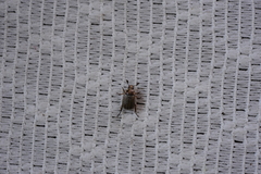 Anomala takasagoensis