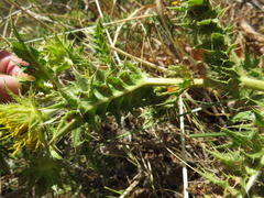 Berkheya carlinifolia promontorii
