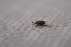 Anomala takasagoensis