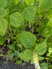 Coleus scutellarioides