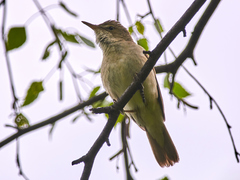 Acrocephalus dumetorum