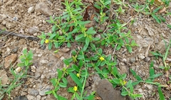 Polygala elongata