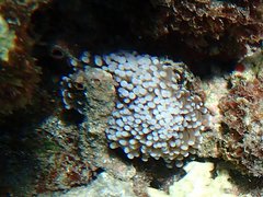 Euphyllia cristata