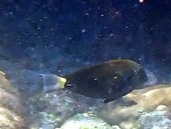 Acanthurus nigrofuscus