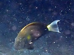 Acanthurus nigrofuscus