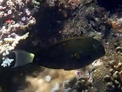 Acanthurus nigrofuscus