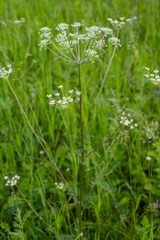 Aulacospermum anomalum